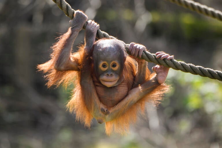 Borneoorangutang