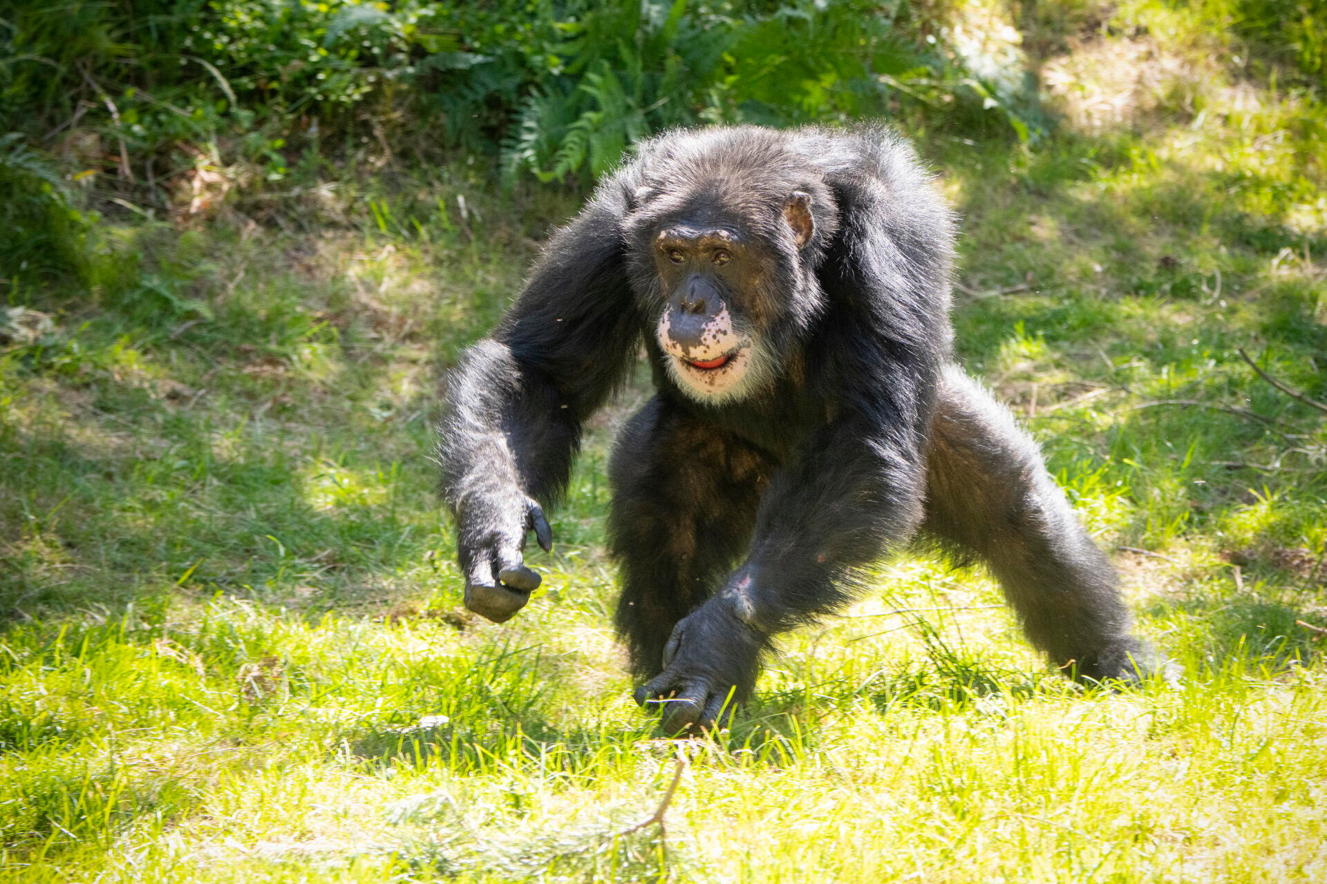Foto av sjimpansen Julius i helfigur ute på Apeøya.