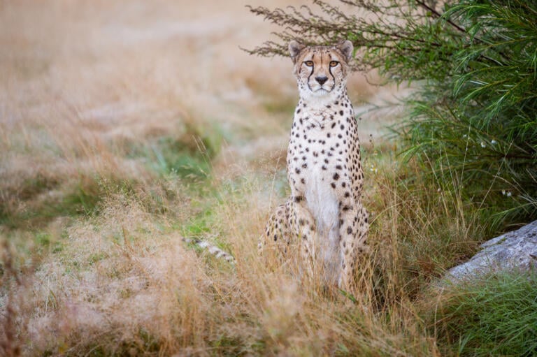 Gepard