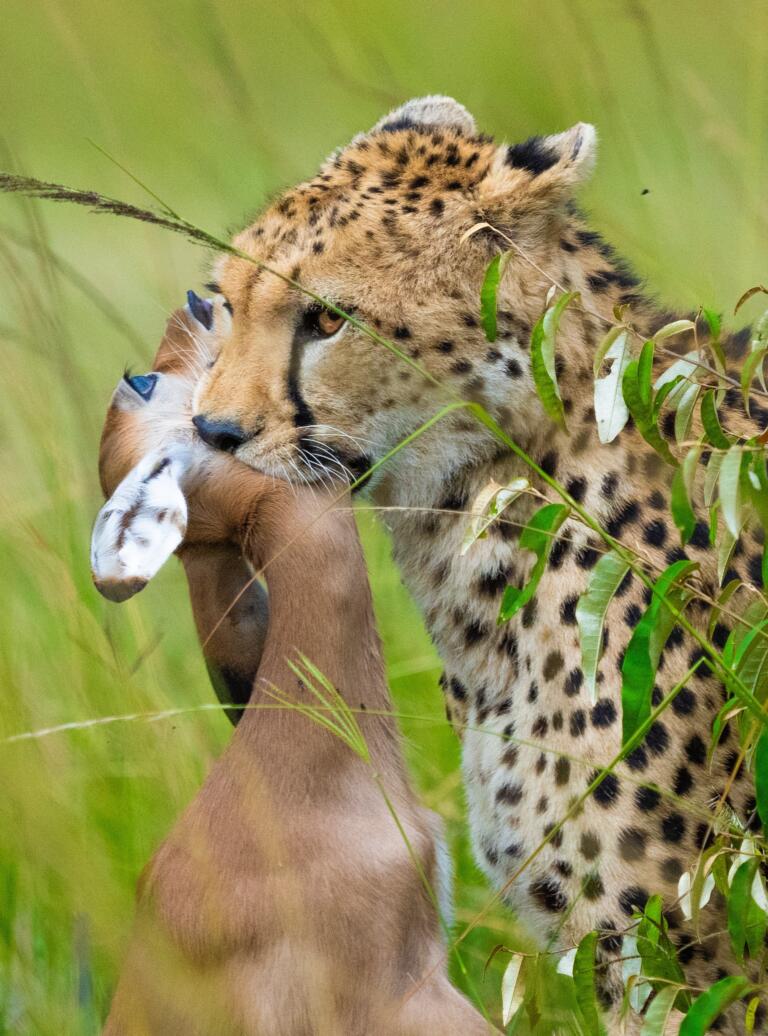 Gepard som spiser