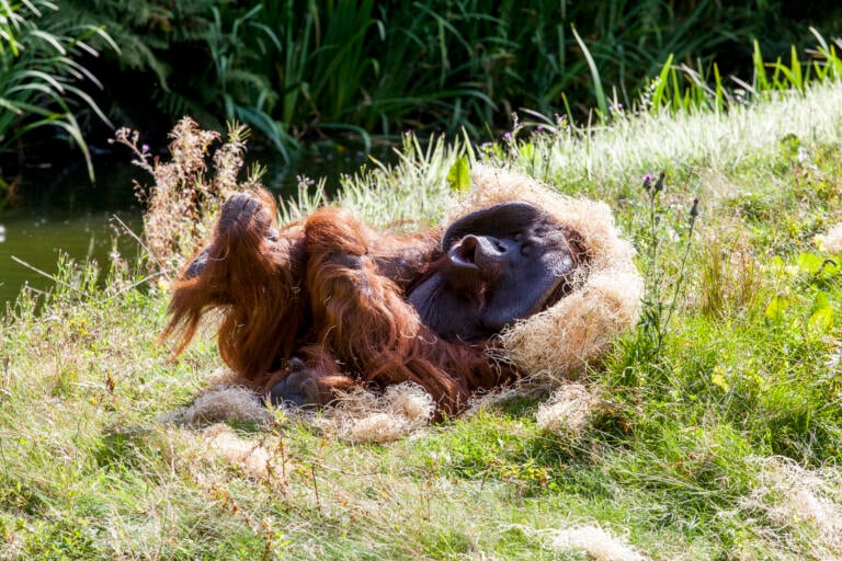 Dyrepresentasjon: Orangutang (værforbehold)