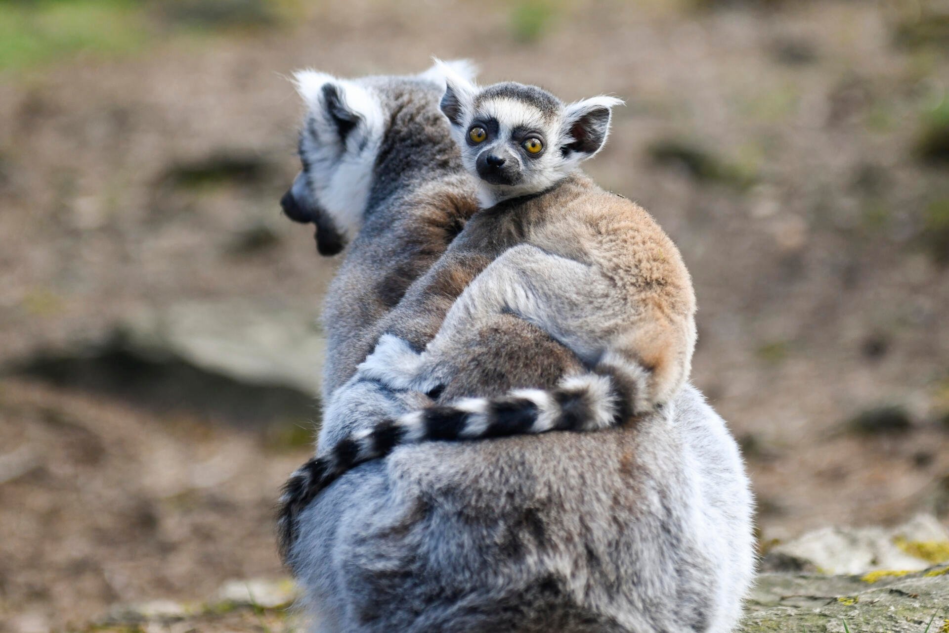 Ringhalelemur med barn