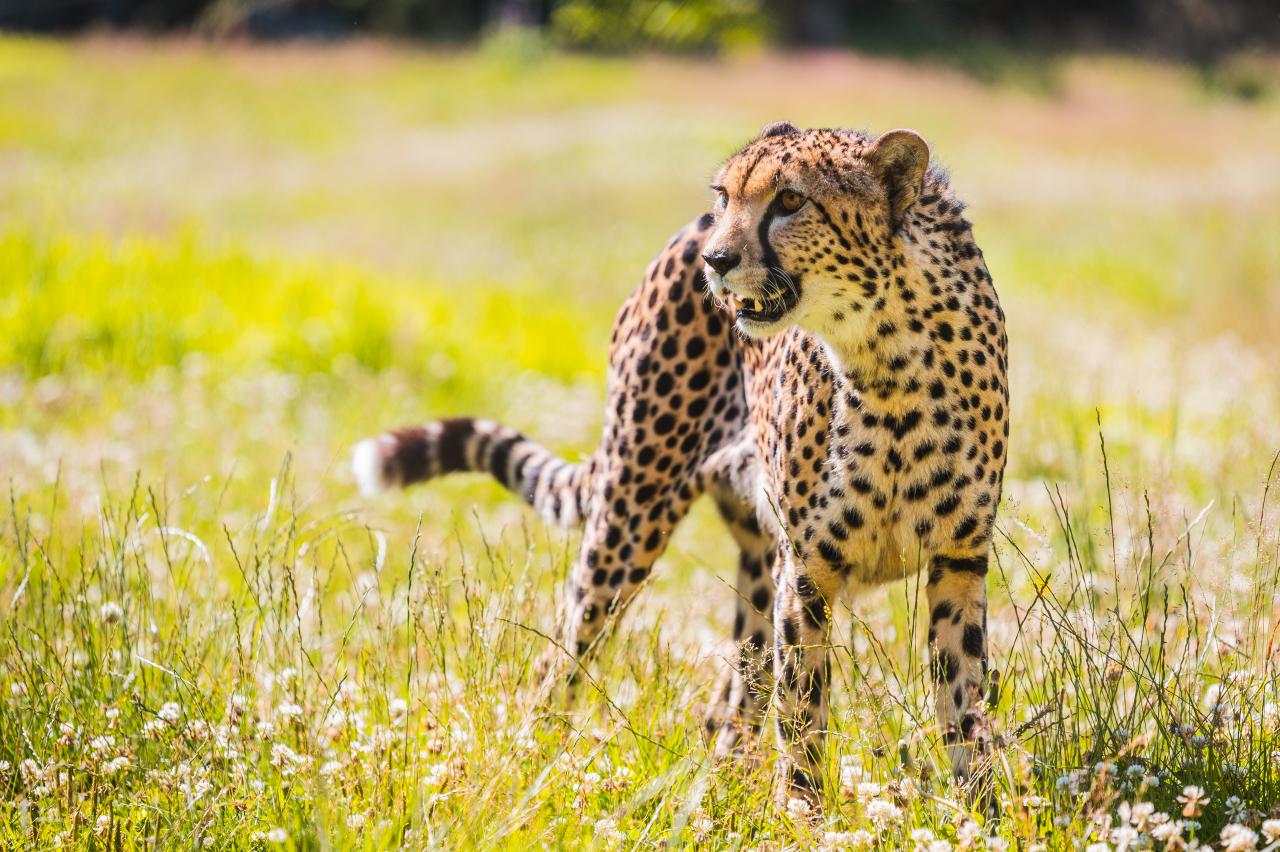 Gepard | Dyreparken