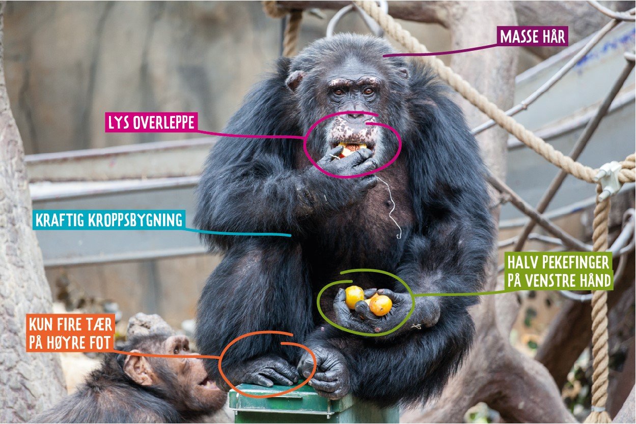 Portrett av sjimpansen Julius, med angivelse av hans spesielle kjennetegn.