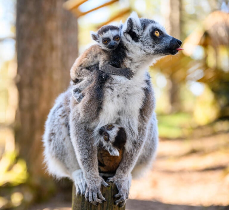 Ringhalelemur med barn