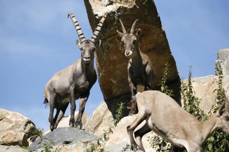 Alpeteinbukk i Dyreparkens Asia-område.