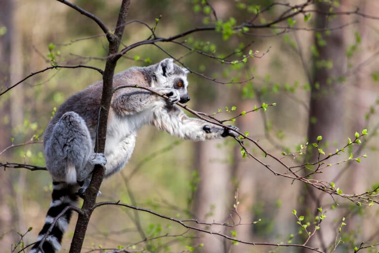 Ringhalelemur