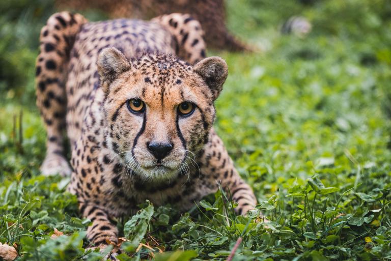 Gepard