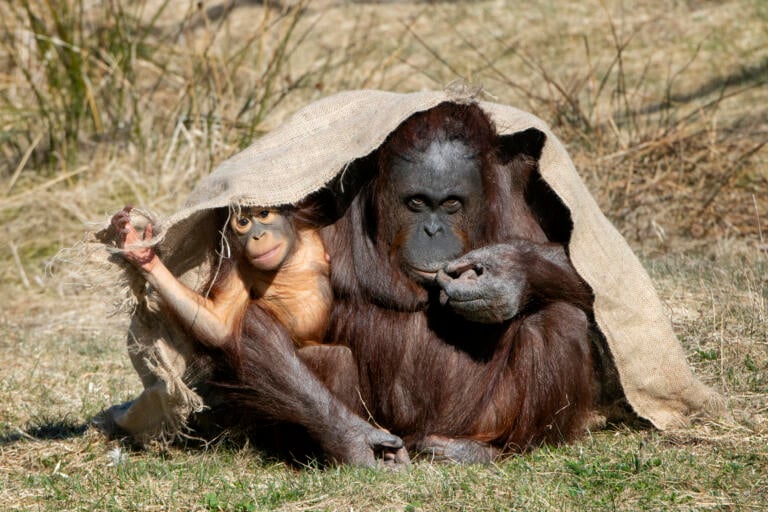 Orangutang, Dyreparken