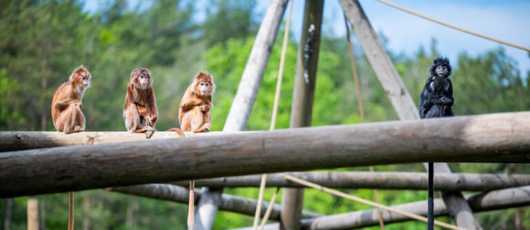 Dyrepresentasjon: Asiatiske aper