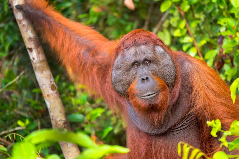 Sumatraorangutang