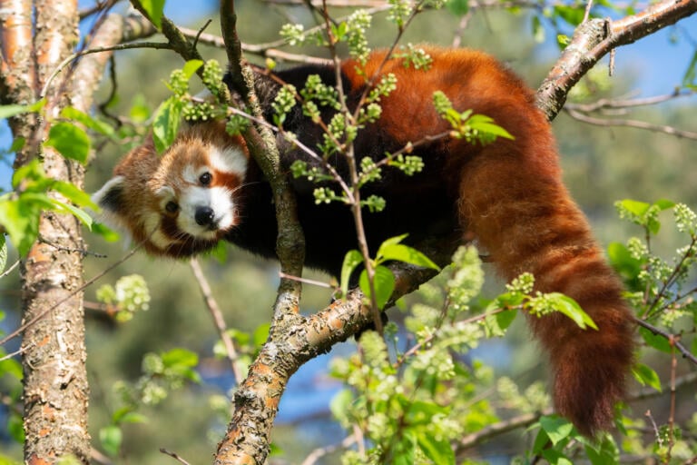 dyr-rødpanda-bevaringshus