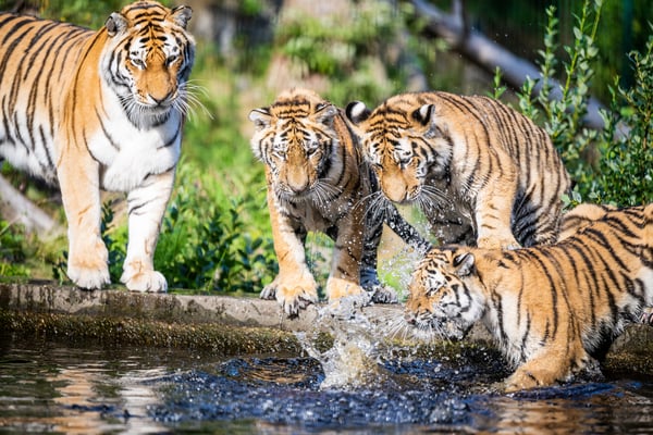 Dyreparken - tigere
