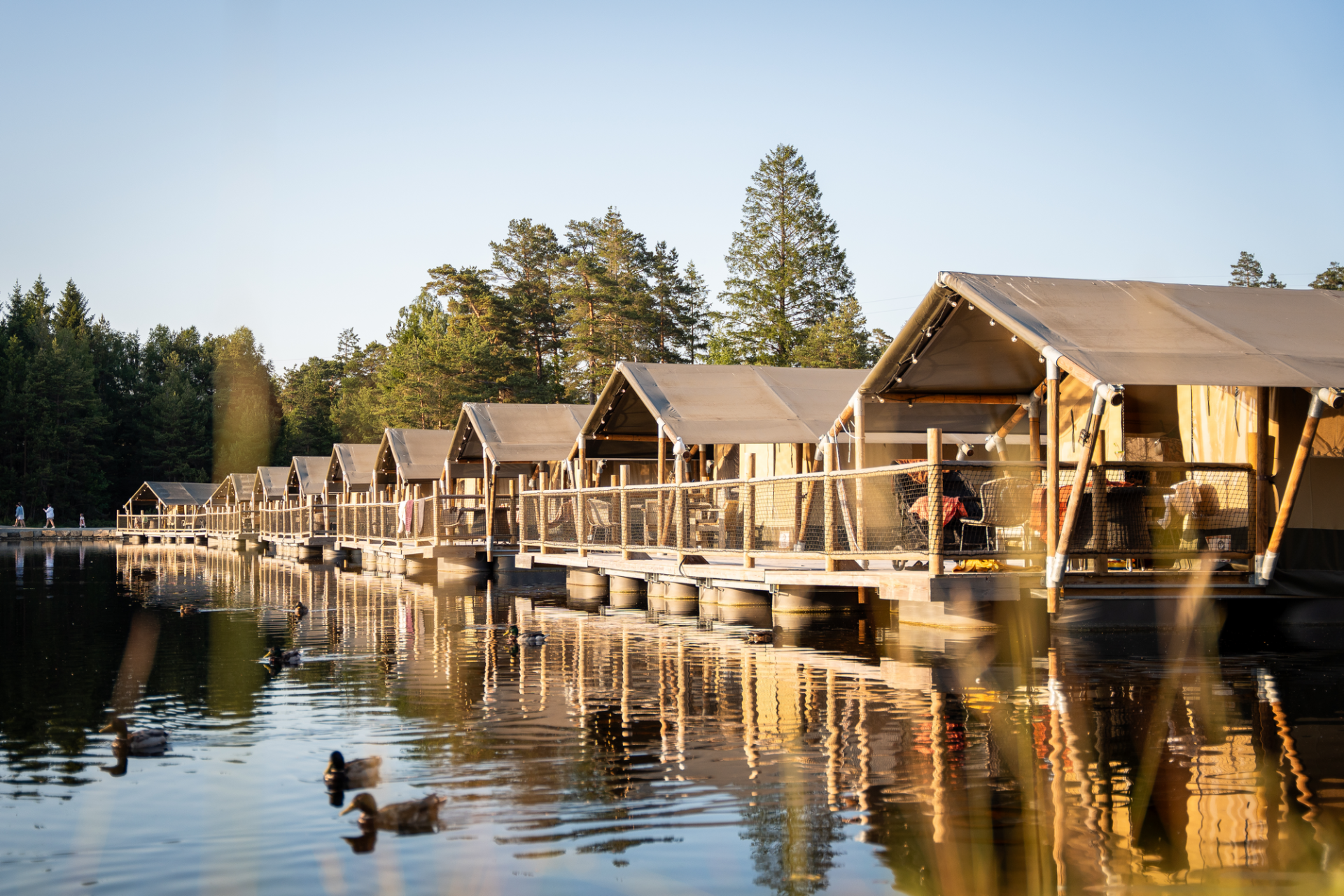 Ute på grashavet svømmer det ender ved Dyreparken Safaricamp.