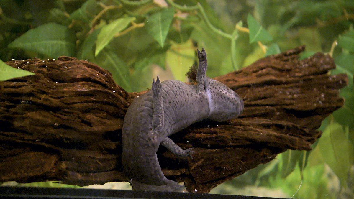 Axolotl som koser seg i vann.