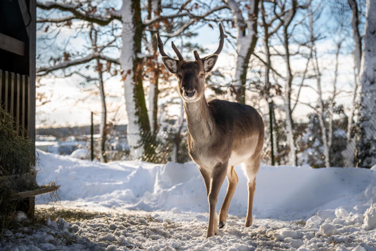 Dyreparken dyr. Dåhjort står i sola om vinteren og ser inn i kameraet.