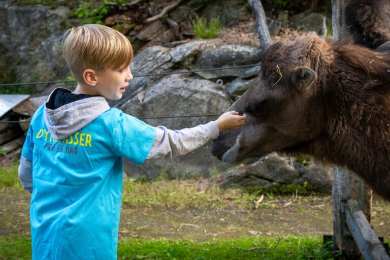 Under Dyrepasser for en dag klapper en gutt en kamel.