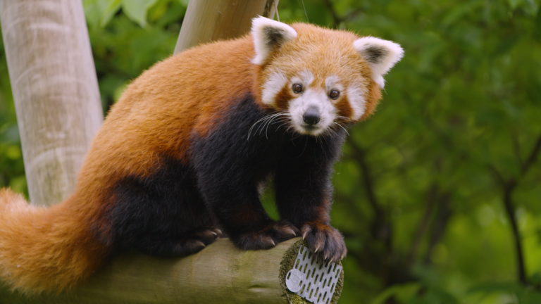 R dpanda Dyreparken r-dpanda-dyreparken
