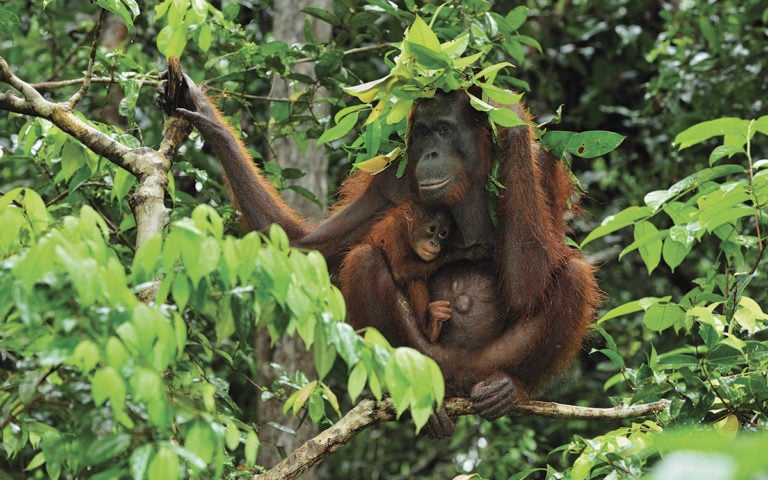 Borneoorangutang