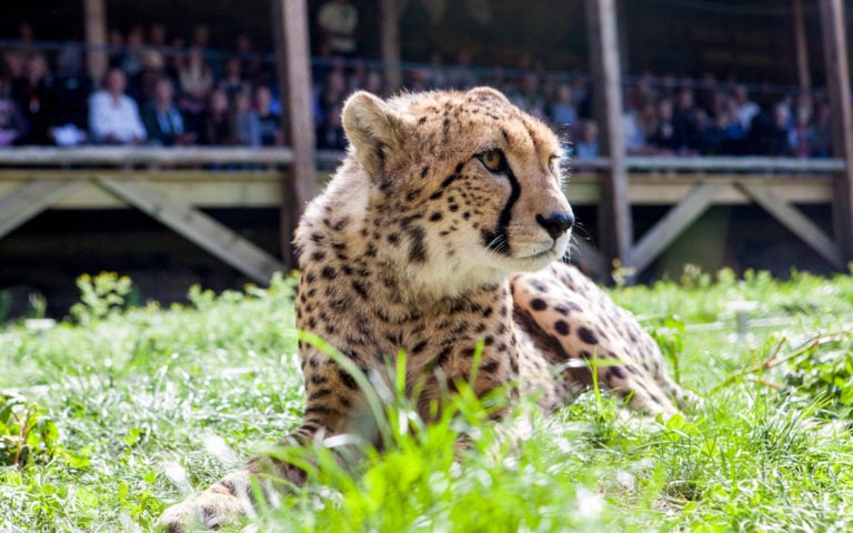 Gepard