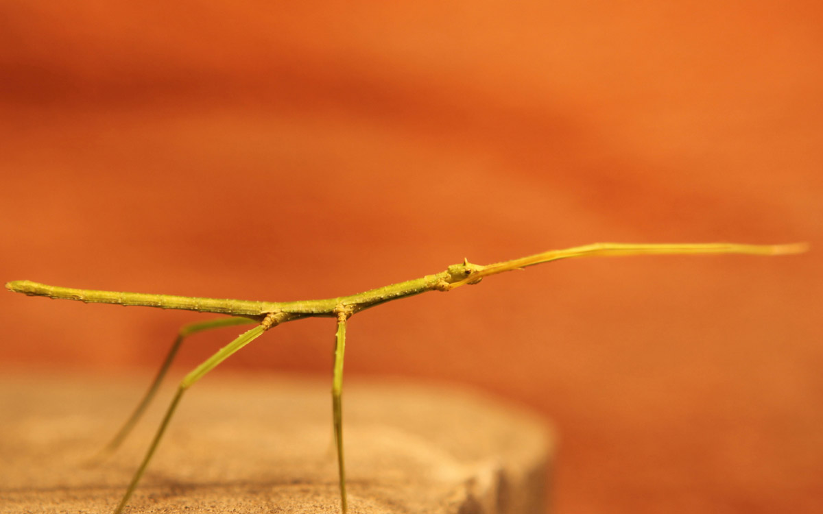 Insekter