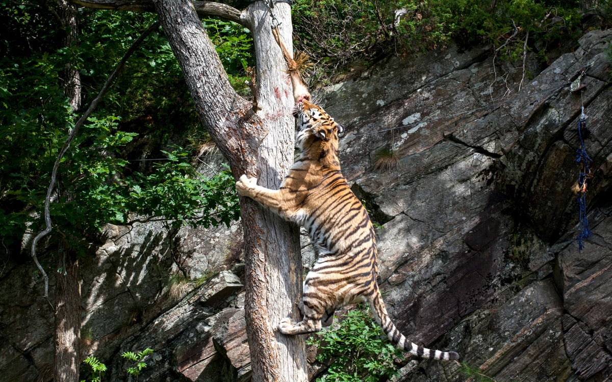 Dyrepresentasjon: Sibirsk tiger